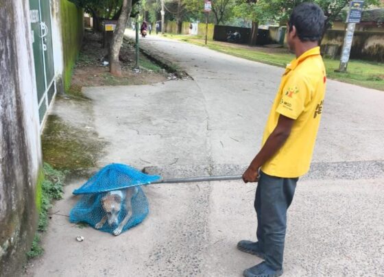 रांची में आवारा कुत्तों की नसबंदी और टीकाकरण अभियान तेज, जानें टोल-फ्री नंबर |