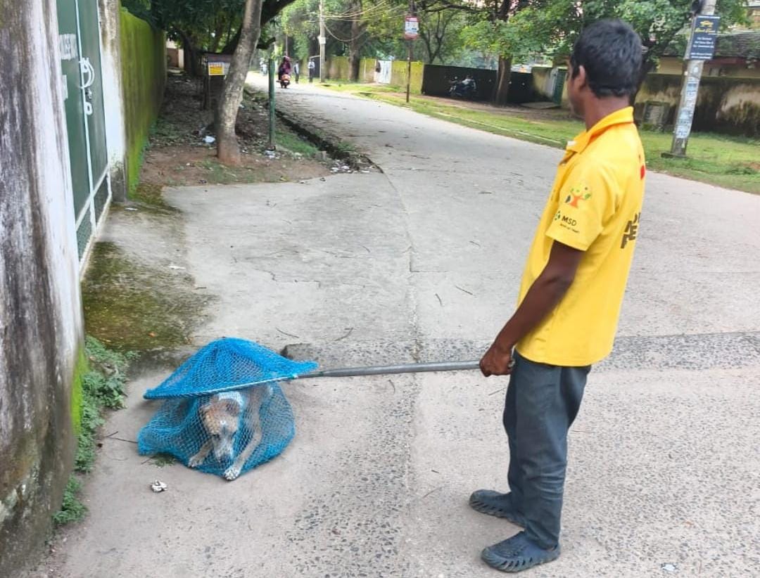 रांची में आवारा कुत्तों की नसबंदी और टीकाकरण अभियान तेज, जानें टोल-फ्री नंबर |
