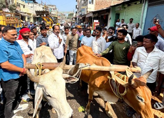 हजारीबाग: विधायक प्रदीप प्रसाद हल और बैल लेकर सड़क पर उतरे, सरकार को दिया 24 घंटे का अल्टीमेटम |