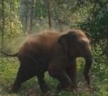 लोहरदगा में हाथियों का आतंक: ग्रामीणों का रातजगा, नाबालिग घायल, फसलों को भारी नुकसान