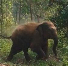 लोहरदगा में हाथियों का आतंक: ग्रामीणों का रातजगा, नाबालिग घायल, फसलों को भारी नुकसान